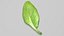 3D Fresh Basil Leaf