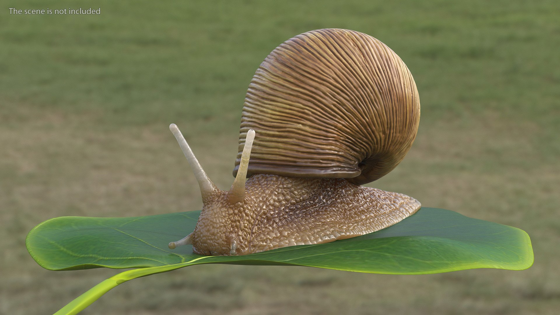 3D Model Garden Snail - TurboSquid 2184718