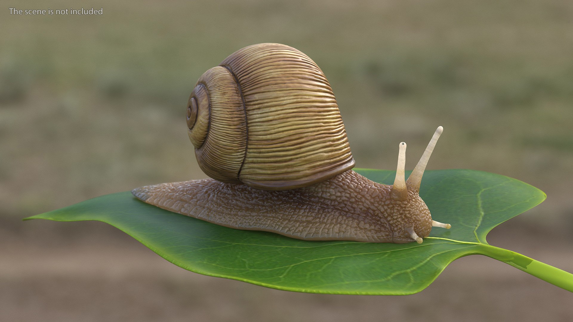 3D Model Garden Snail - TurboSquid 2184718