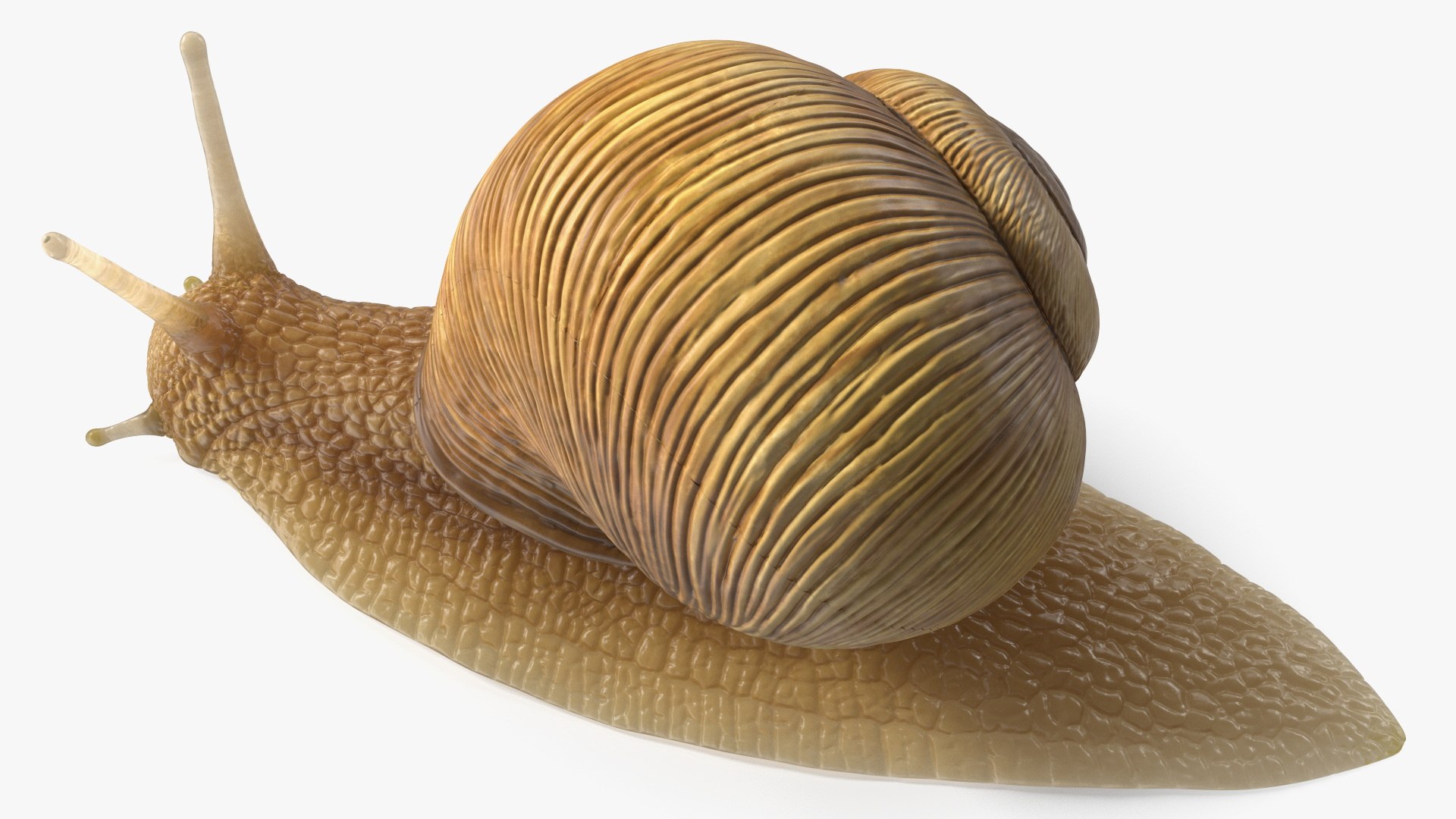 3D Model Garden Snail - TurboSquid 2184718
