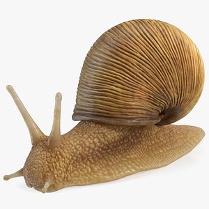 3D model Garden Snail
