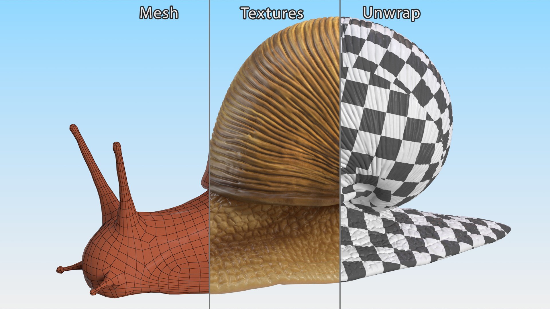 3D Model Garden Snail - TurboSquid 2184718