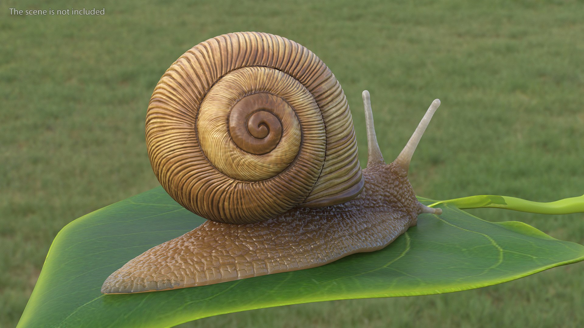 3D Model Garden Snail - TurboSquid 2184718