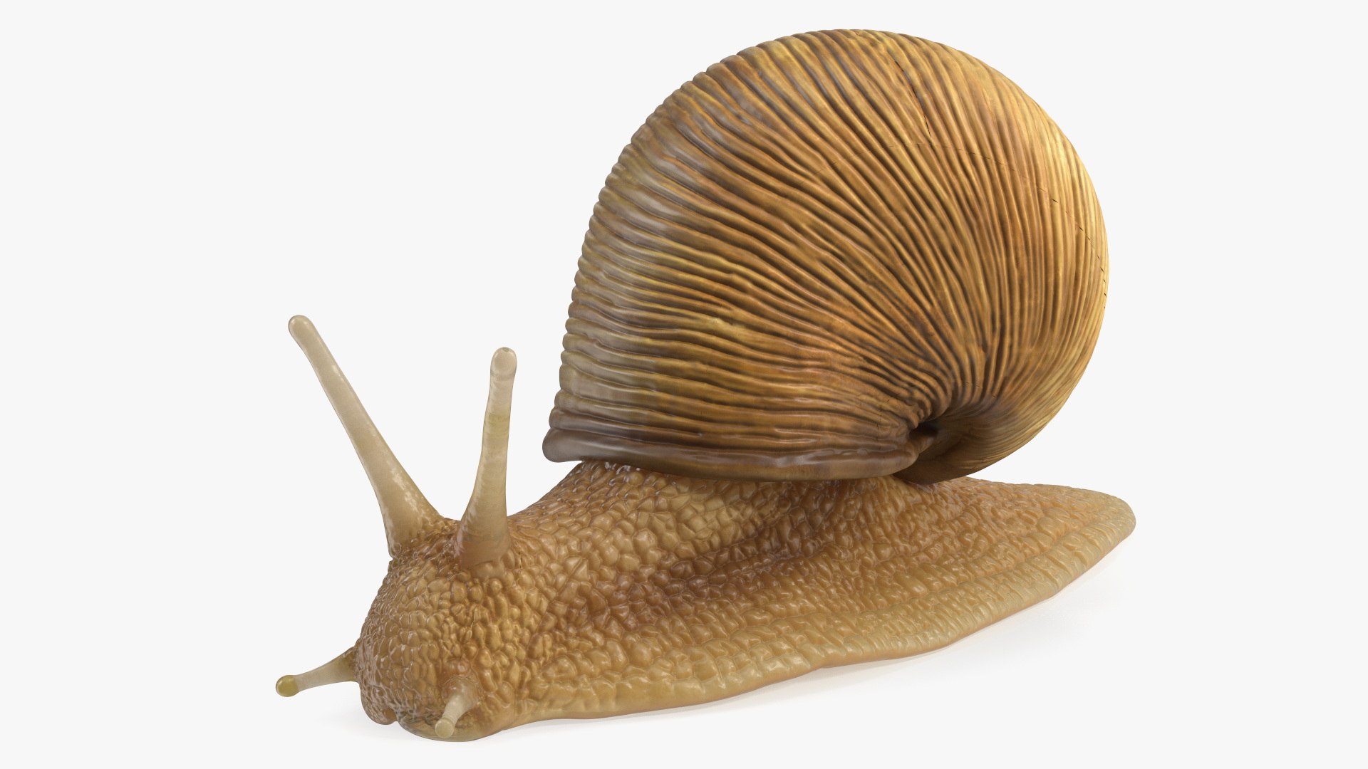 Garden Snail 3D model preview