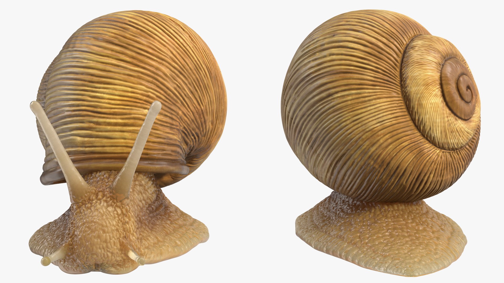 3D Model Garden Snail - TurboSquid 2184718