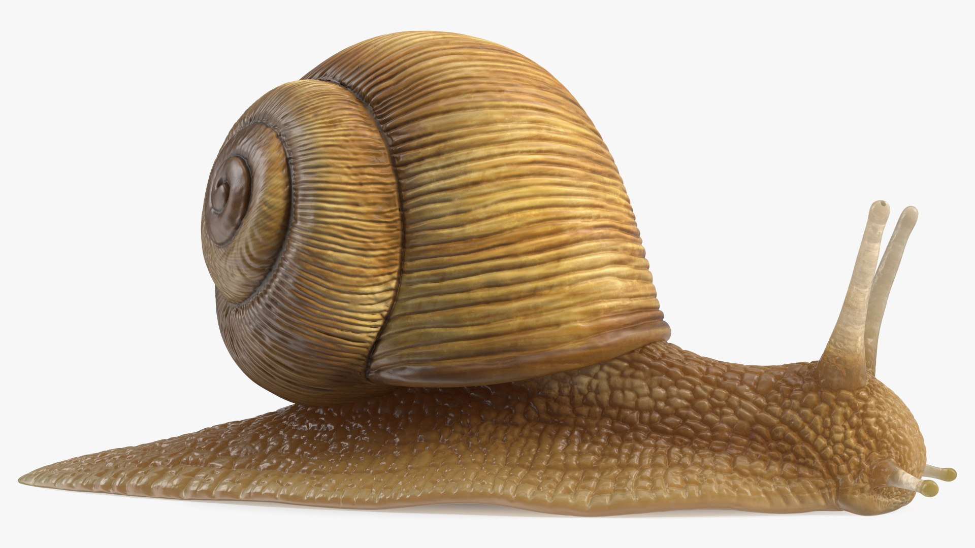 3D Model Garden Snail - TurboSquid 2184718