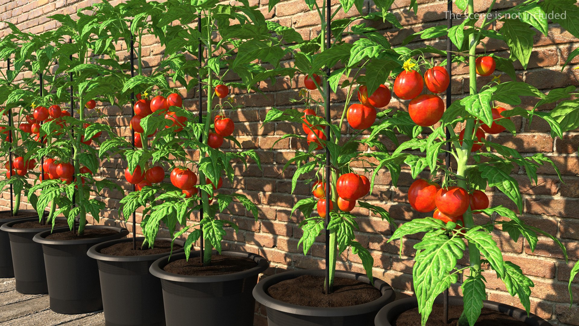 Ripe Tomatoes Fruits and Flowers in Pot 3D model preview