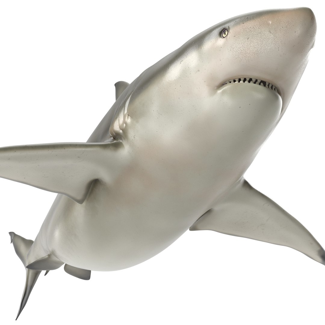 pigeye shark rigged 3d c4d https://p.turbosquid.com/ts-thumb/eO/M9G09c/41JS0UW7/pigeyesharkriggedcinema4d3dmodel23/jpg/1480504449/1920x1080/fit_q87/dc364c2eb99836c4a1ac5a432987df99e1beb4e9/pigeyesharkriggedcinema4d3dmodel23.jpg