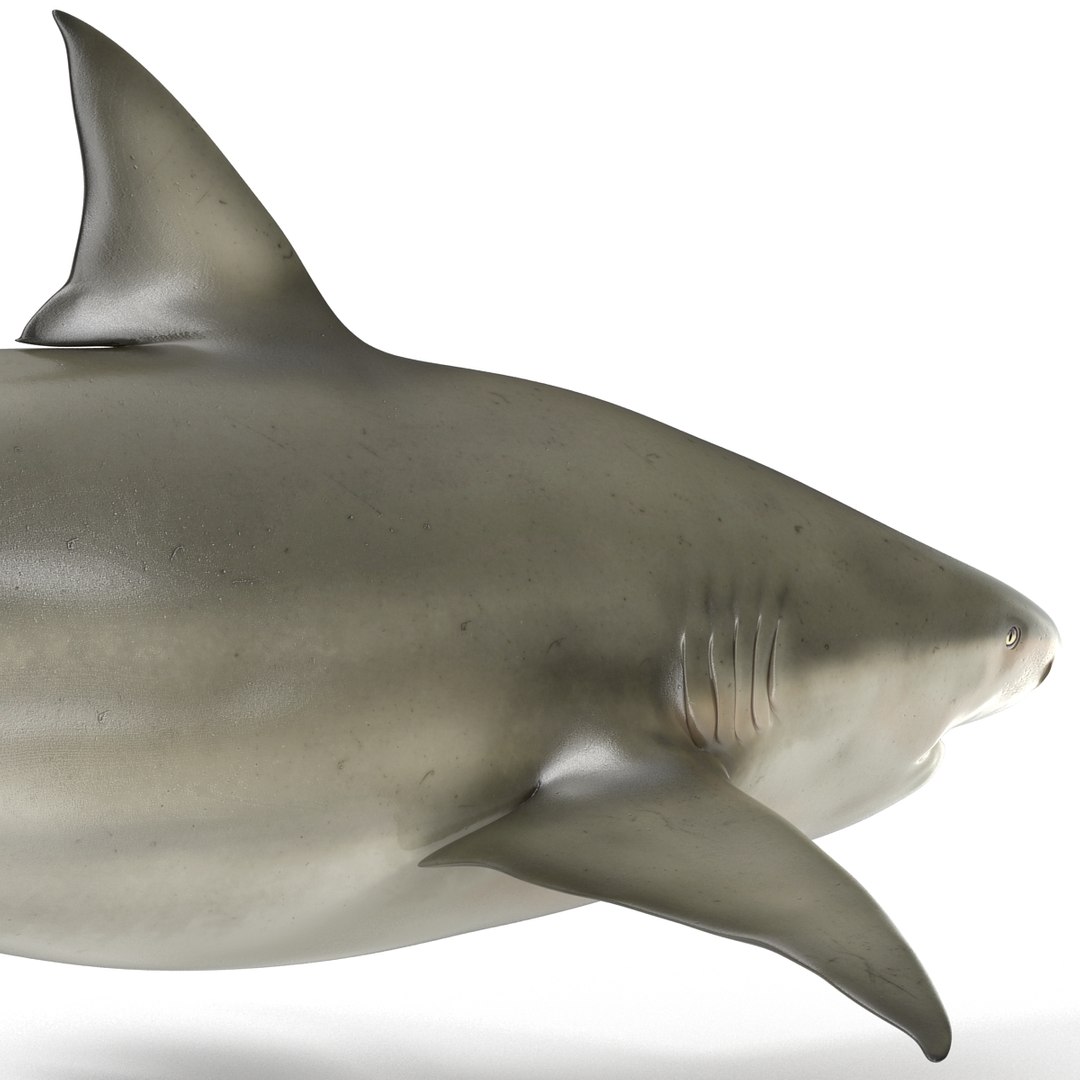 pigeye shark rigged 3d c4d https://p.turbosquid.com/ts-thumb/eO/M9G09c/86Xyw7xN/pigeyesharkriggedcinema4d3dmodel24/jpg/1480504449/1920x1080/fit_q87/2e409445a688bc786f25d49c2ae2a62d010ab4ba/pigeyesharkriggedcinema4d3dmodel24.jpg