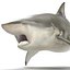 Pigeye Shark Rigged for Cinema 4D 3D Model