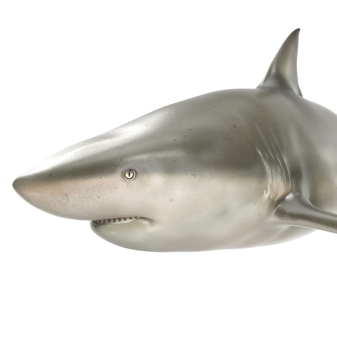pigeye shark rigged 3d c4d https://p.turbosquid.com/ts-thumb/eO/M9G09c/A0jFiIZ3/pigeyesharkriggedcinema4d3dmodel20/jpg/1480504449/1920x1080/fit_q87/11d4af295dd5510f569ae030e09c09b61865f1bc/pigeyesharkriggedcinema4d3dmodel20.jpg