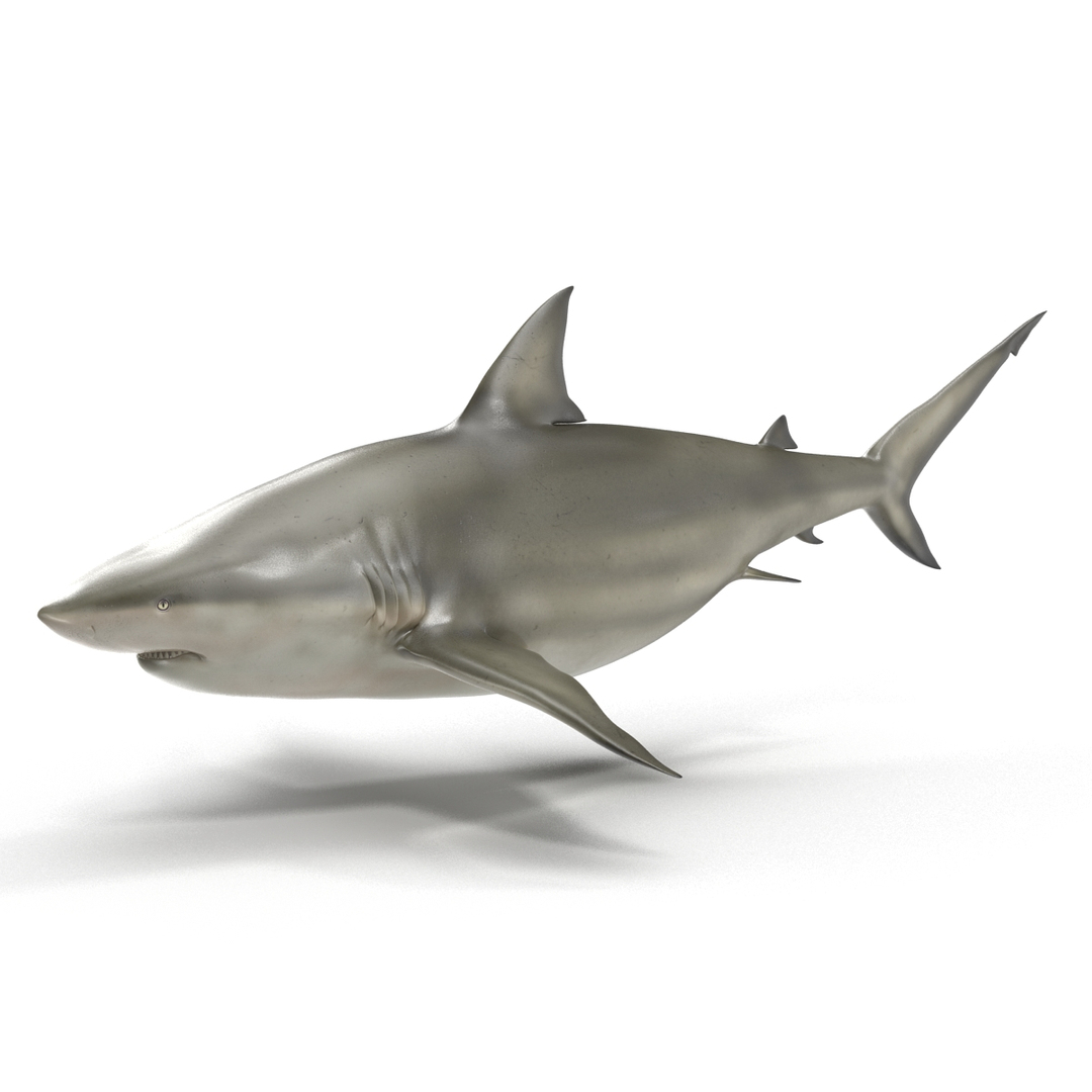 pigeye shark rigged 3d c4d https://p.turbosquid.com/ts-thumb/eO/M9G09c/DO3yV5od/pigeye_shark_rigged_362/jpg/1480504716/1920x1080/turn_fit_q99/d2958a347f8fb2ff099c7e97d37f6021650408b2/pigeye_shark_rigged_362-1.jpg
