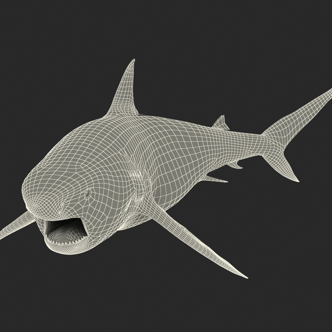 pigeye shark rigged 3d c4d https://p.turbosquid.com/ts-thumb/eO/M9G09c/HF5KQpl8/pigeyesharkriggedcinema4d3dmodel37/jpg/1480504450/1920x1080/fit_q87/02e3d299d41f9a516598f1020b616e3228c420e2/pigeyesharkriggedcinema4d3dmodel37.jpg