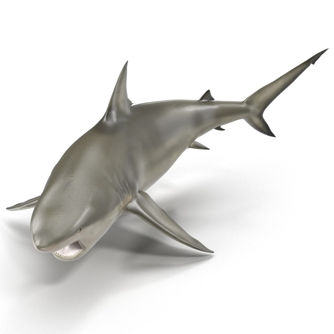 pigeye shark rigged 3d c4d https://p.turbosquid.com/ts-thumb/eO/M9G09c/NvEqWRt6/pigeyesharkriggedcinema4d3dmodel09/jpg/1480504449/1920x1080/fit_q87/c8cb0f3ffb590a51fca2b65752feb79c2d051ff5/pigeyesharkriggedcinema4d3dmodel09.jpg