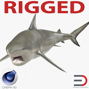 pigeye shark rigged 3d c4d