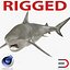 Pigeye Shark Rigged for Cinema 4D 3D Model