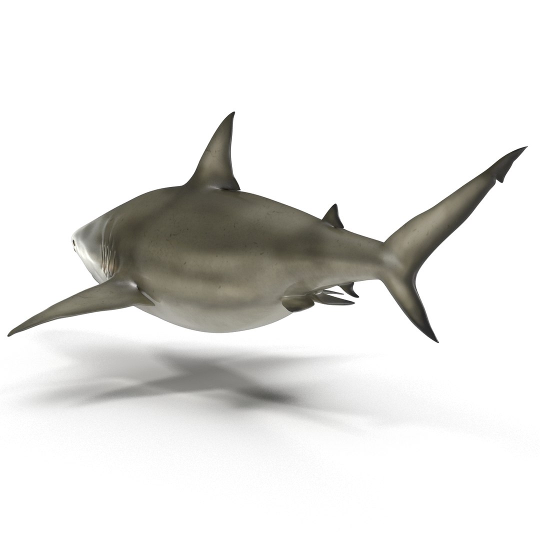pigeye shark rigged 3d c4d https://p.turbosquid.com/ts-thumb/eO/M9G09c/QlpftWwL/pigeyesharkriggedcinema4d3dmodel15/jpg/1480504449/1920x1080/fit_q87/a7335c354e0548f9a8c225b319341e3464db3011/pigeyesharkriggedcinema4d3dmodel15.jpg