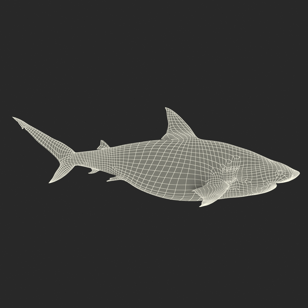 pigeye shark rigged 3d c4d https://p.turbosquid.com/ts-thumb/eO/M9G09c/biKE5hja/pigeye_shark_rigged_361/jpg/1480504573/1920x1080/turn_fit_q99/5157c0c2bff03a15c7923e732532890ae749020d/pigeye_shark_rigged_361-1.jpg