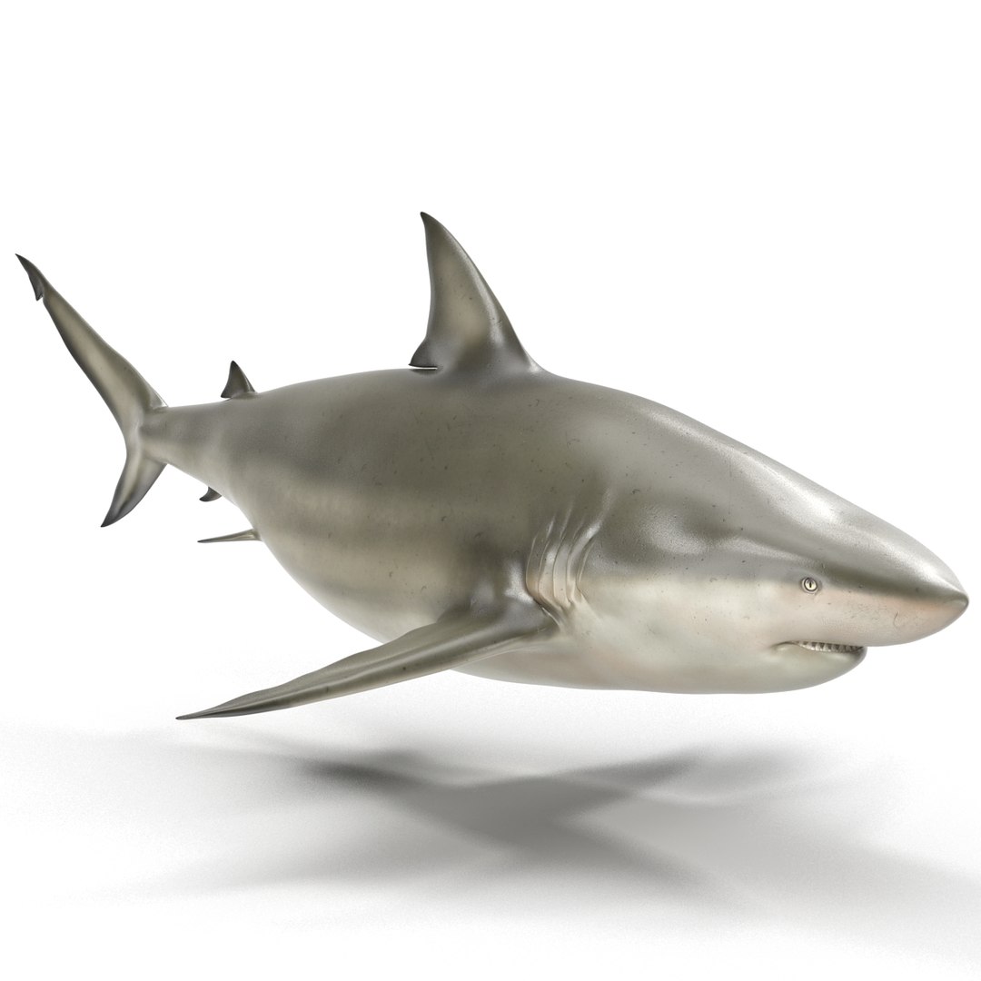 pigeye shark rigged 3d c4d https://p.turbosquid.com/ts-thumb/eO/M9G09c/c3EjhK1w/pigeyesharkriggedcinema4d3dmodel01/jpg/1480504449/1920x1080/fit_q87/b1a70b250781e2adbabf0a1edbde4519b33cb88a/pigeyesharkriggedcinema4d3dmodel01.jpg