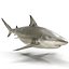 Pigeye Shark Rigged for Cinema 4D 3D Model