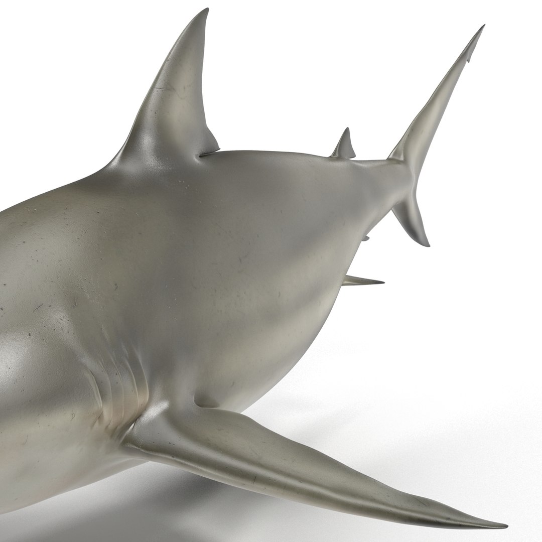 pigeye shark rigged 3d c4d https://p.turbosquid.com/ts-thumb/eO/M9G09c/qexchcdL/pigeyesharkriggedcinema4d3dmodel25/jpg/1480504449/1920x1080/fit_q87/9e843873d592d1d73f549272395f37a3469234e7/pigeyesharkriggedcinema4d3dmodel25.jpg