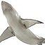 Pigeye Shark Rigged for Cinema 4D 3D Model