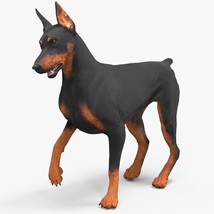 Doberman Pinscher Dog Rigged for Maya