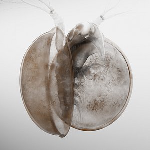 Lynceus