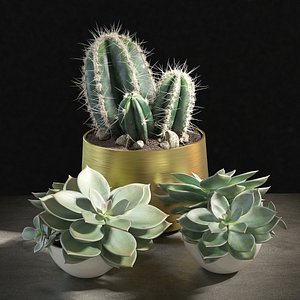cactus succulent pot 3D