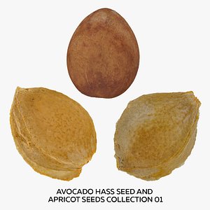 Avocado Hass Seed and Apricot Seeds Collection 01 - 3 models RAW Scans model