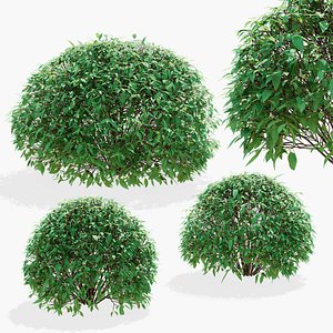 Forsythia balls