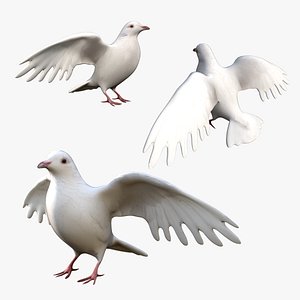 3D White Dove Pigeon