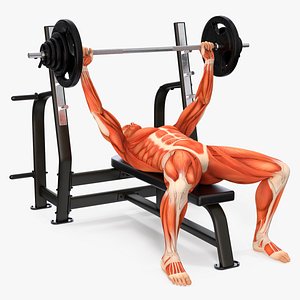 3D model Anatomy Male Muscular System Bench Press Animated Rigged for Maya