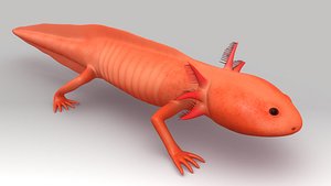 Axolotl Larva