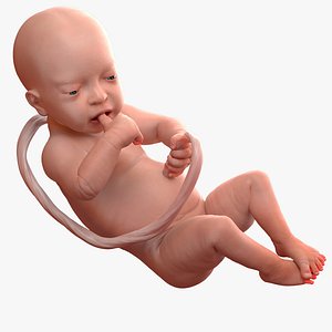 baby boy 32 weeks 3D model