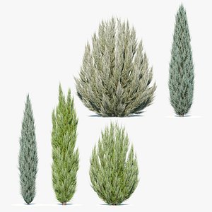 3D Juniper trees 02