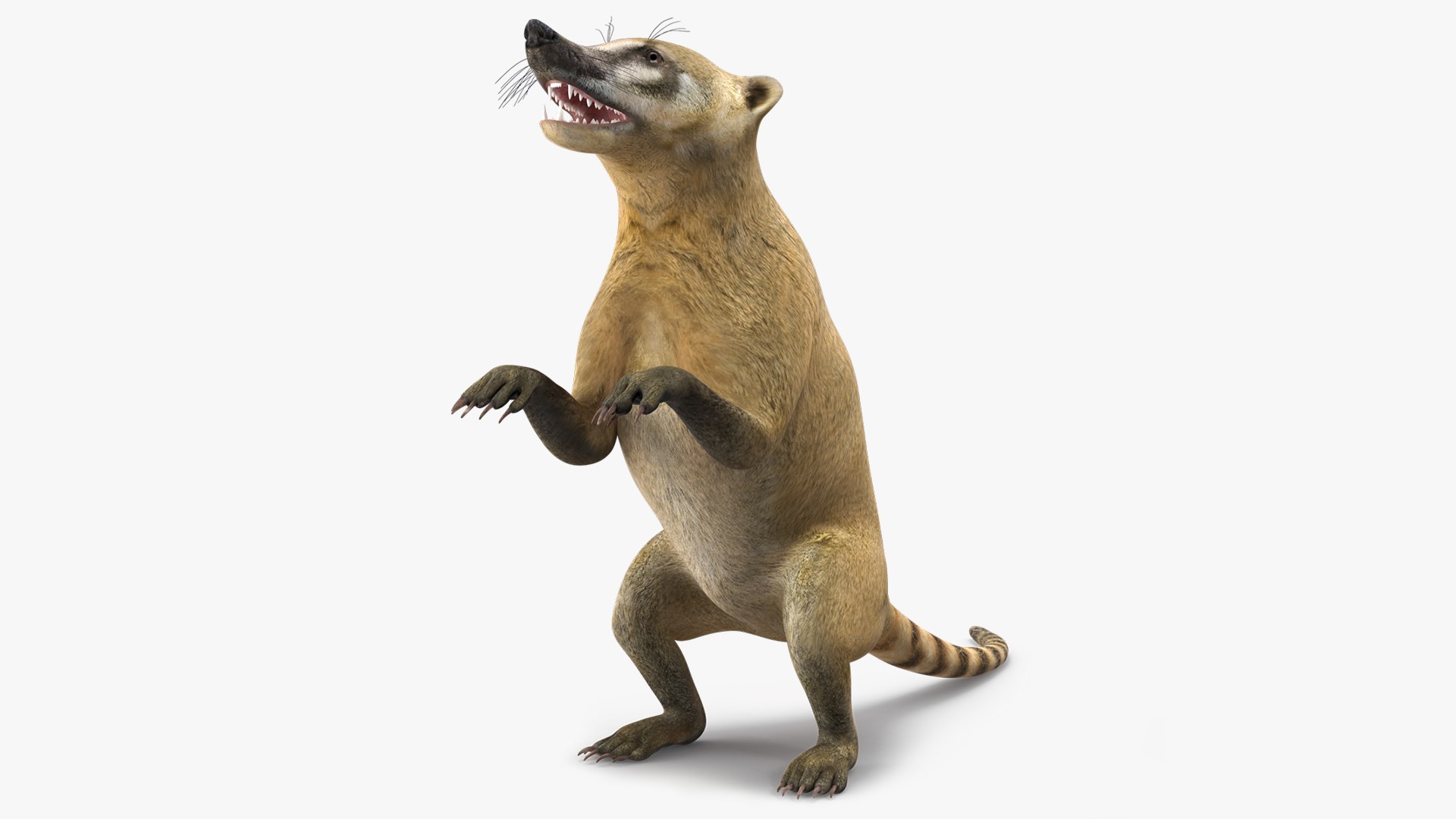 Standing Nasua 3D model preview
