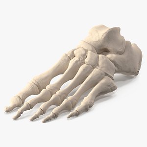 Human Foot Skeleton