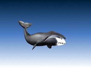 3d bow head wahle model