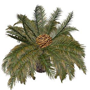 Sago Palm Tree - 05 - model