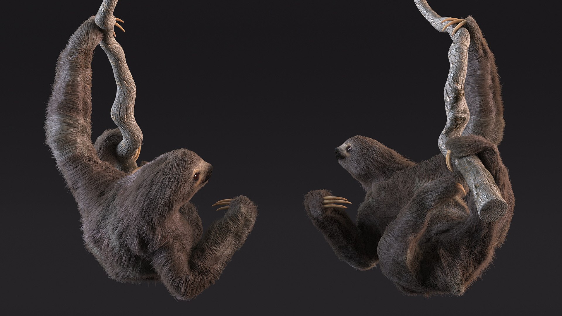 3D Model Sloth Hanging From A Branch Fur - TurboSquid 2177340
