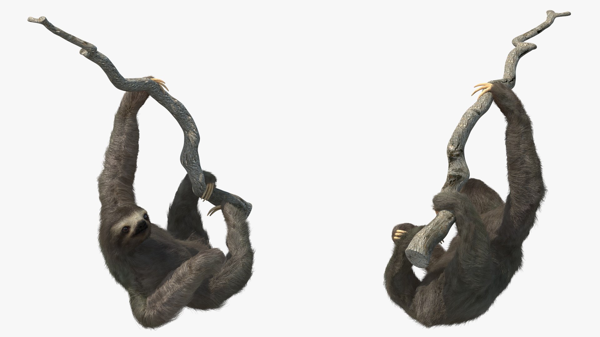 3D Model Sloth Hanging From A Branch Fur - TurboSquid 2177340