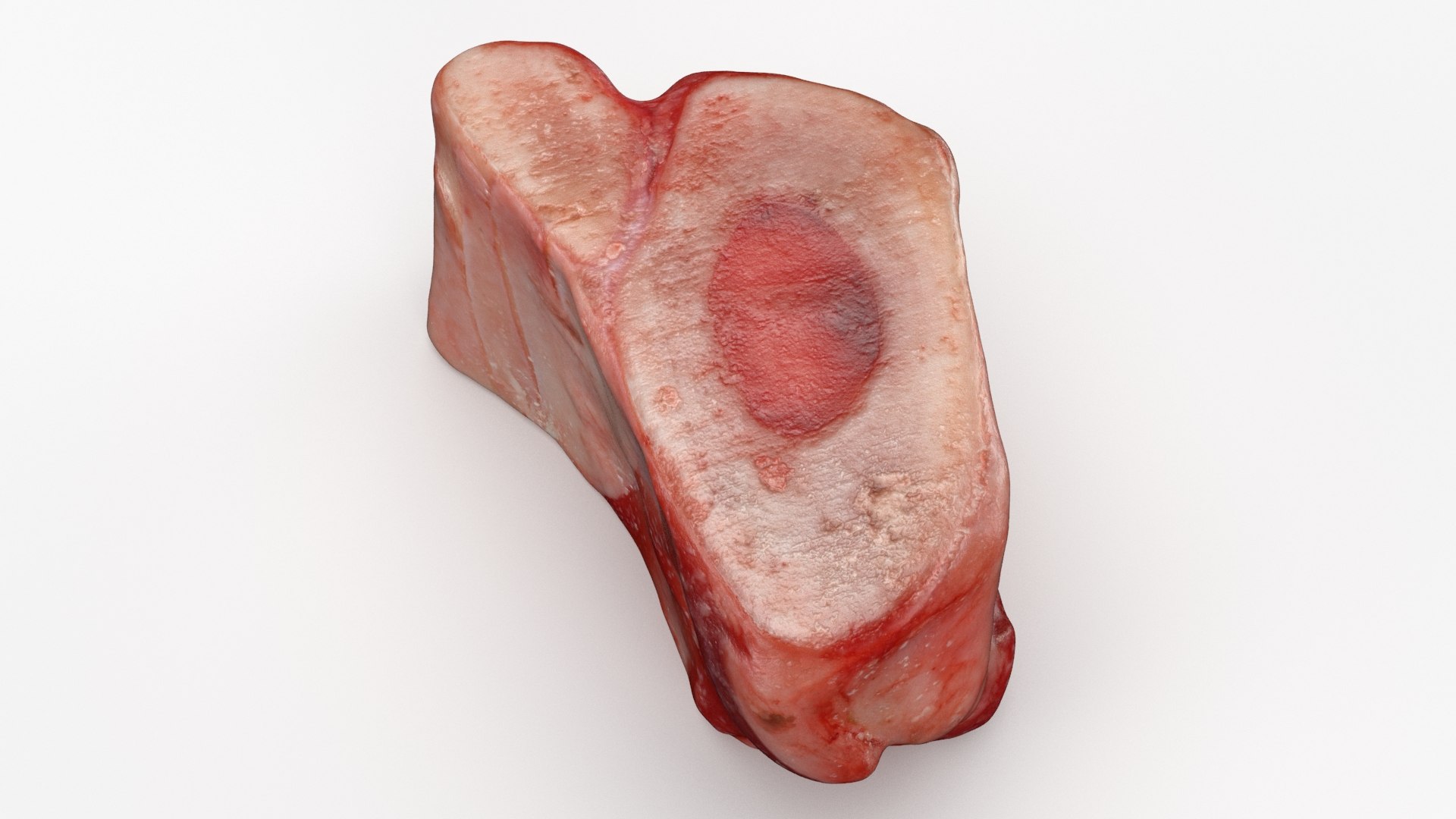 Marrow Bone 03 3D model https://p.turbosquid.com/ts-thumb/eP/Mi5vAQ/1i/marrowbone03_b0012/jpg/1629653316/1920x1080/fit_q87/43c4fa7a981c51eaf200ea3aa022e52041b577b2/marrowbone03_b0012.jpg