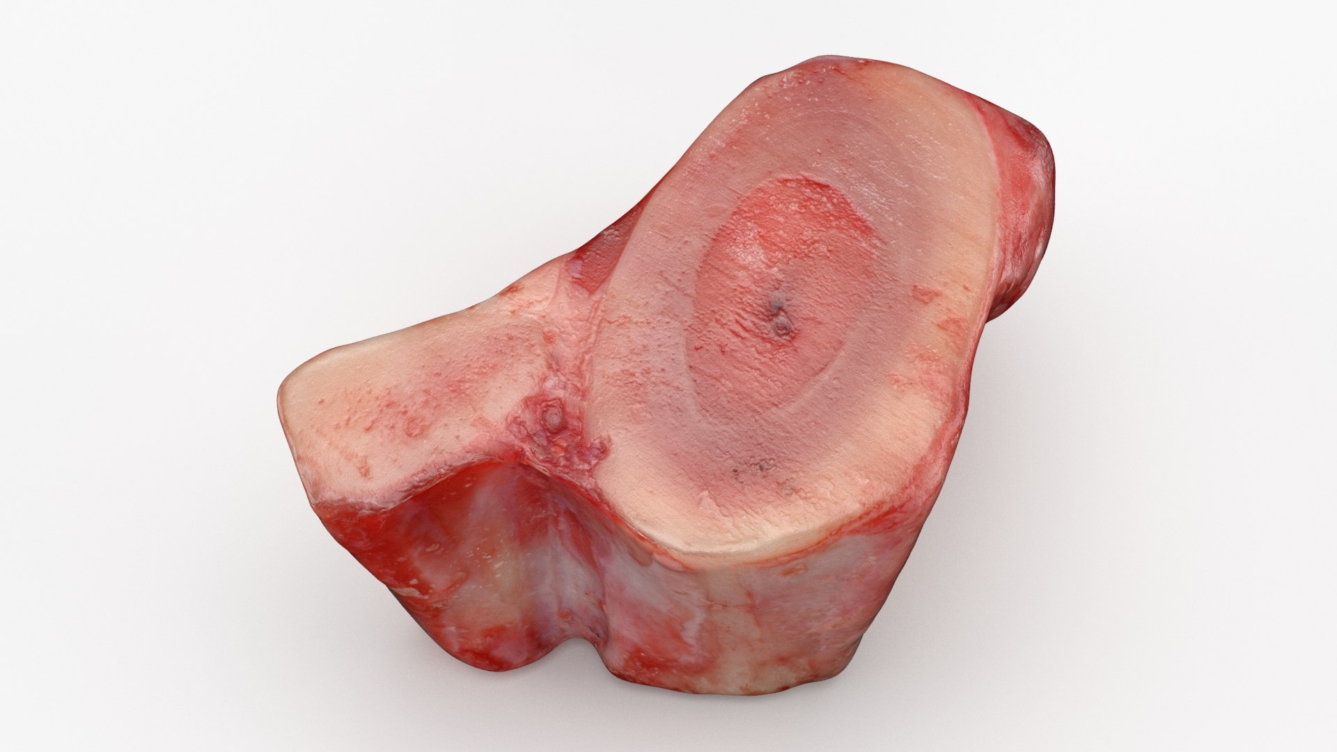 Marrow Bone 03 3D model https://p.turbosquid.com/ts-thumb/eP/Mi5vAQ/NM/marrowbone03_b0033/jpg/1629653318/1920x1080/fit_q87/1e5061e4d20075a4c30f62f27681a7b3689851ef/marrowbone03_b0033.jpg