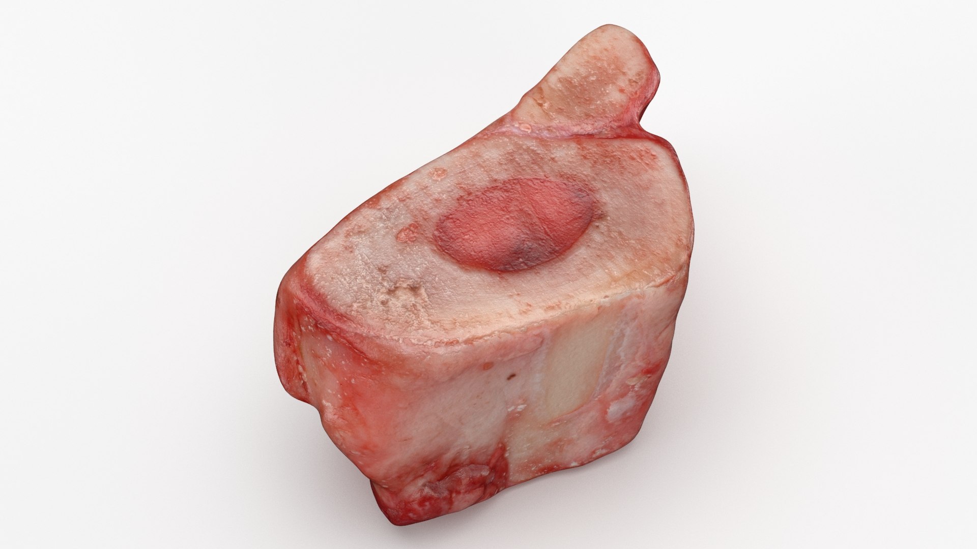 Marrow Bone 03 3D model https://p.turbosquid.com/ts-thumb/eP/Mi5vAQ/zA/marrowbone03_b0006/jpg/1629653284/1920x1080/fit_q87/8e6040c2b3c7b6ce4e90b0d0ffb749a0c5705951/marrowbone03_b0006.jpg