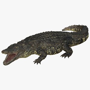 3D Crocodile Realistic model