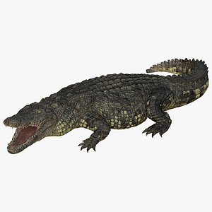 Crocodile Realistic