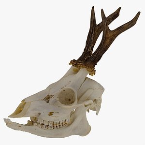 Roe Deer (Capreolus Capreolus) Skull 01 RAW Scan