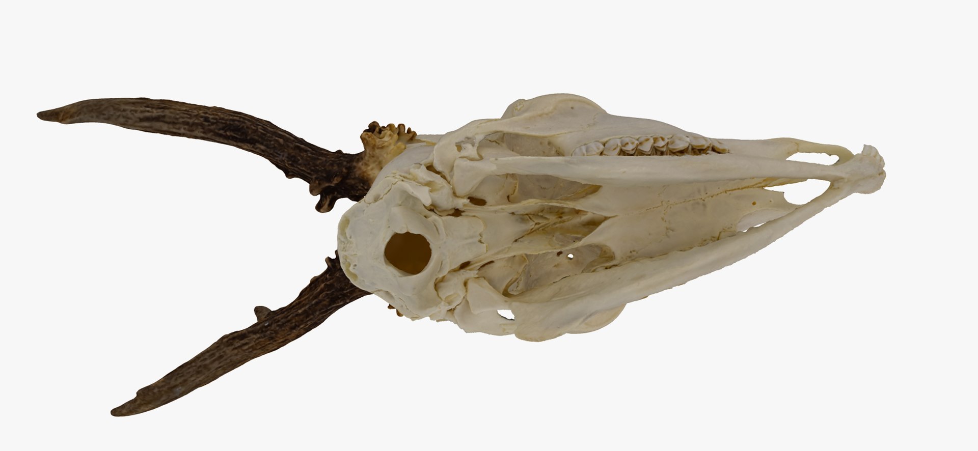 3D Roe Deer (Capreolus Capreolus) Skull 01 RAW Scan - TurboSquid 1752331