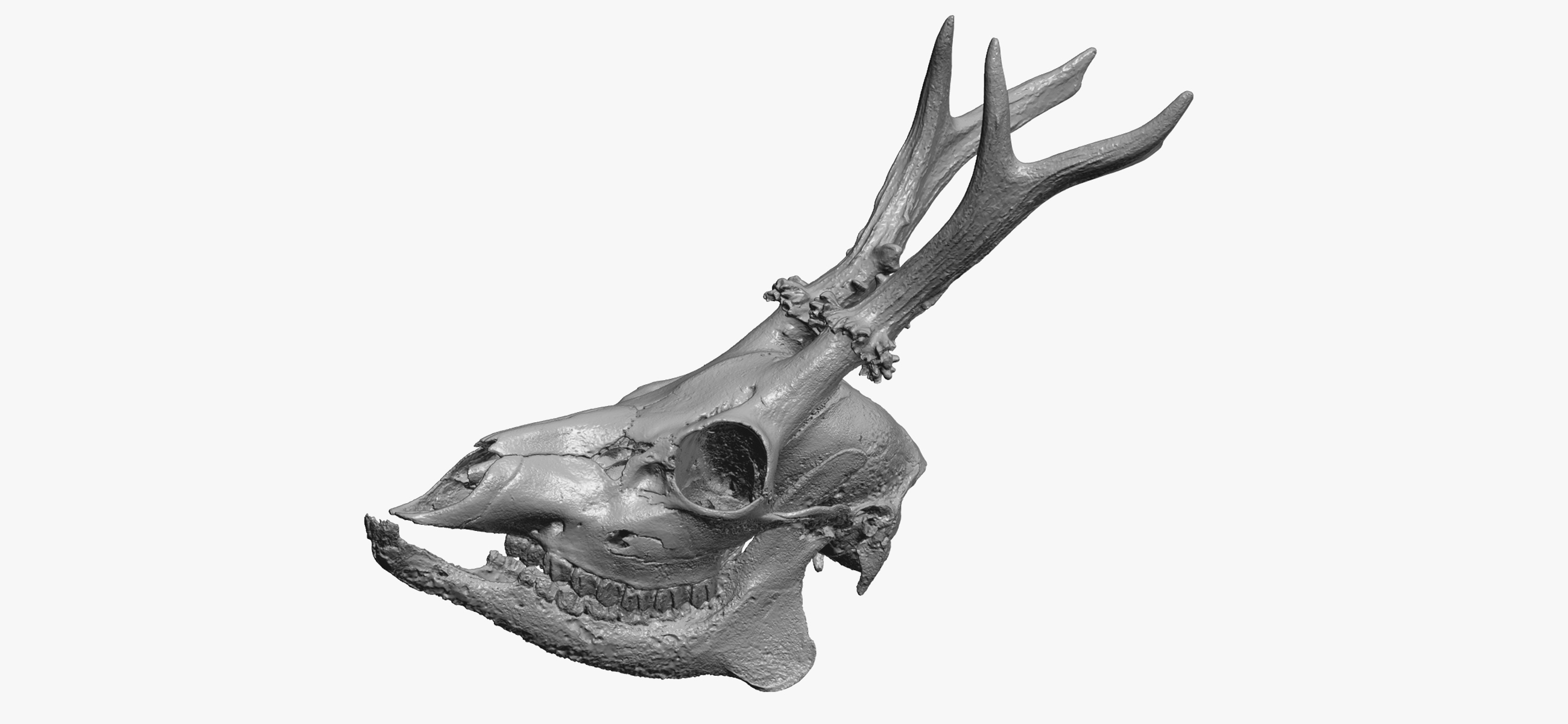 3D Roe Deer (Capreolus Capreolus) Skull 01 RAW Scan - TurboSquid 1752331